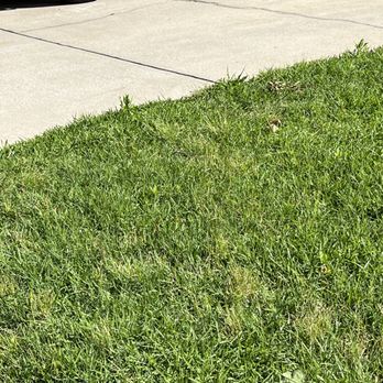 Yardnique - Neighbor's yard. - Landscaping Near Me - Morrisville, North Carolina