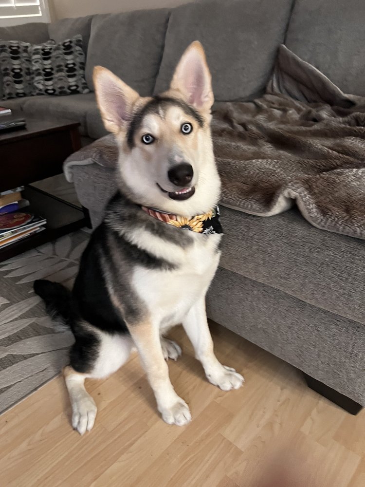 ABOVE & BEYOND PET GROOMING 98 Photos & 35 Reviews 4343 Pacific Ave, Stockton, CA Yelp