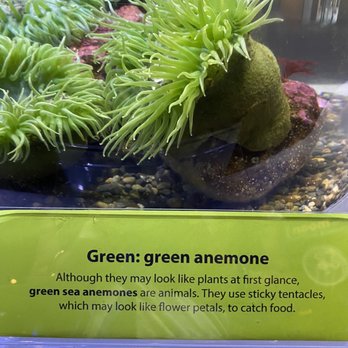 Seattle Aquarium - Green anemone - Aquariums Near Me - Seattle, Washington