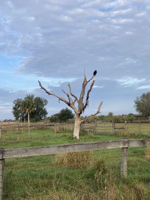 Kissimmee Prairie Preserve State Park by null