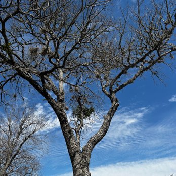 Top Point Tree - Tree Services Near Me - Bryan, Texas