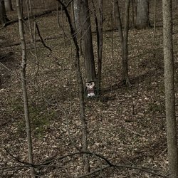 Lindenwood Nature Preserve - Cute little owl: totally real, its not a cardboard cutout.