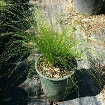 V & B Nursery - Mexican Feather Grass - Nurseries & Gardening Near Me - Ontario, California V & B Nursery - Mexican Feather Grass - Nurseries & Gardening Near Me - Ontario, California
