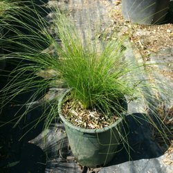 V & B Nursery - Mexican Feather Grass