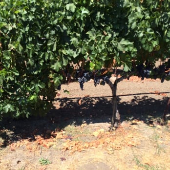 Bell Wine Cellars - Wineries Near Me - Napa, California Bell Wine Cellars - Wineries Near Me - Napa, California