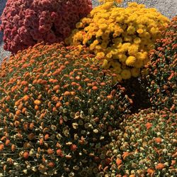Countryside Market - Chrysanthemums Galore!