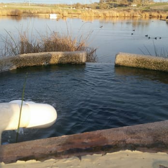 Franklin Hot Springs - Ducks, and geese and migrating Canadian Honkers love the pond. This is as viewed from the natural style hot spring cement tub. - Fishing Near Me - Paso Robles, California Franklin Hot Springs - Ducks, and geese and migrating Canadian Honkers love the pond. This is as viewed from the natural style hot spring cement tub. - Fishing Near Me - Paso Robles, California