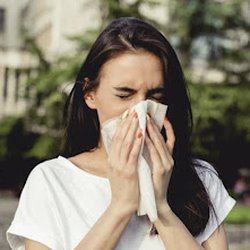 Greater Boston Allergy