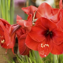 Amaryllis at Weigand's'