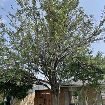 Tactical Tree Operations - Tree to be removed - Tree Services Near Me