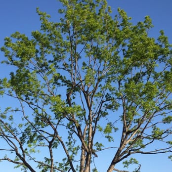 R E Miller Tree Service - Miller's has been taking good care of our big old tree for years. I think they do beautiful work. - Tree Services Near Me R E Miller Tree Service - Miller's has been taking good care of our big old tree for years. I think they do beautiful work. - Tree Services Near Me