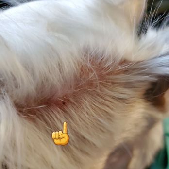 Sun's Pet Grooming - Sores from the pulling her fur too tight. - Pet Groomers Near Me - Rancho Palos Verdes, California Sun's Pet Grooming - Sores from the pulling her fur too tight. - Pet Groomers Near Me - Rancho Palos Verdes, California