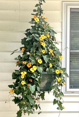 Strawberry Hill Farms by null