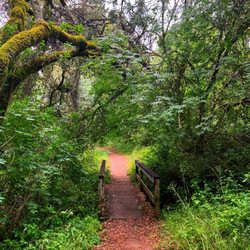 Thornewood Preserve - Cute little bridge