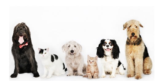 Pets Playhouse - pet boarding facility in El Cajon, CA