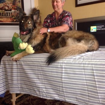 Serenity Pet Massage - Halo getting a massage from Melanie. - Pet Services Near Me Serenity Pet Massage - Halo getting a massage from Melanie. - Pet Services Near Me