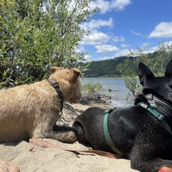 Rooster Rock State Park - Dogs on the beach. Well behaved are accepted.