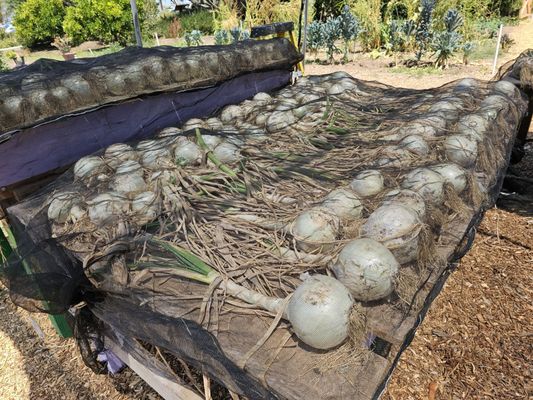 Olivewood Gardens and Learning Center by null