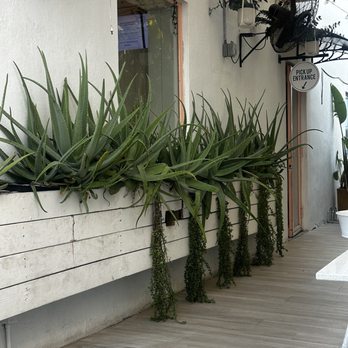 GoGo Fresh SOBE - Aloe Plants - Salad Near Me - Miami Beach, Florida GoGo Fresh SOBE - Aloe Plants - Salad Near Me - Miami Beach, Florida
