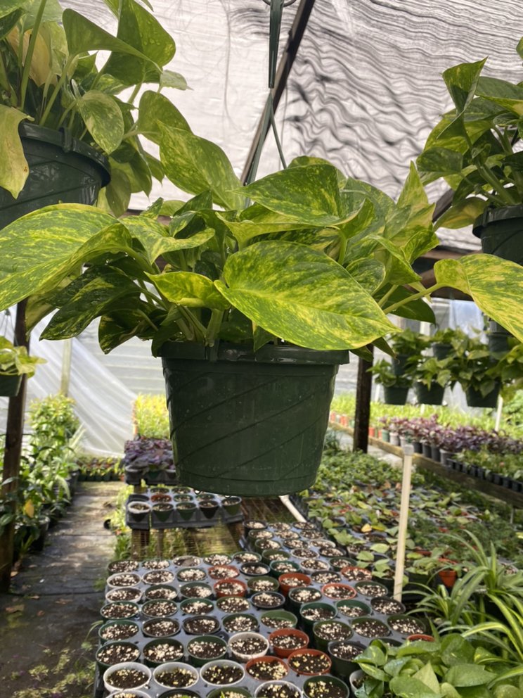 LITTLE ANGEL’S NURSERY Updated September 2024 Apopka, Florida