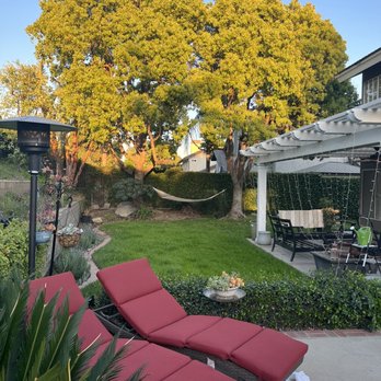 Ortega's Jr Tree Service - Front of trees before lacing - Tree Services Near Me - Riverside , California