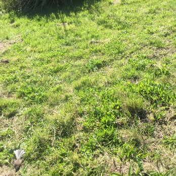 Tiritiri Matangi - Playful little bird (bottom left, it's flying at me). - Parks Near Me - Auckland, AUK