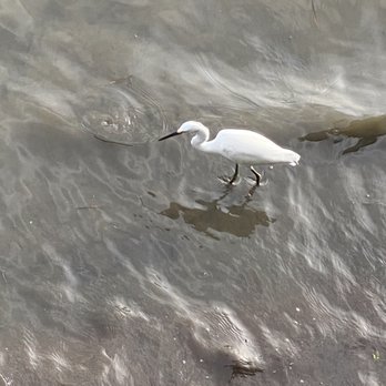 Rusty Pelican - He caught a crab - Seafood Near Me - Tampa, Florida