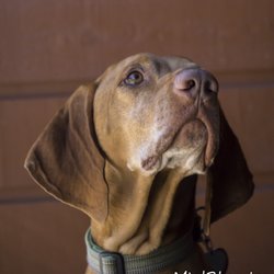 2 Dog Trail Positive Dog Training - Buddy saying....Yes, Mary....what ever you say!!