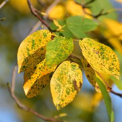 Charter Oak Landing - Leaves starting to change some color as of August 24th trip