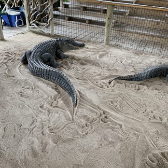 gator park - Boat Tours Near Me - Miami, Florida gator park - Boat Tours Near Me - Miami, Florida