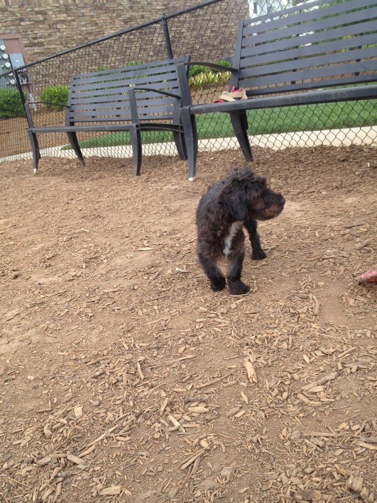 Doggy Park At Alta Crescent Image