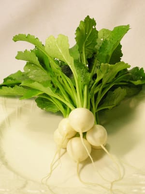 Blue Moon Acres Buckingham, PA by null