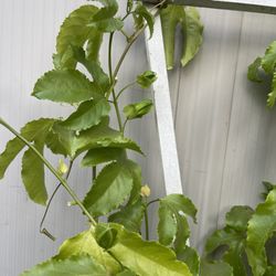 Ventura Nurseries