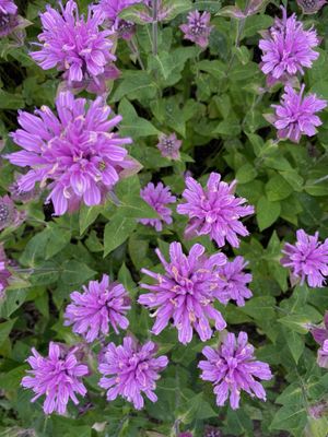 Cherry Point Farm & Market by null