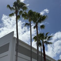 Tree Service Of South Florida