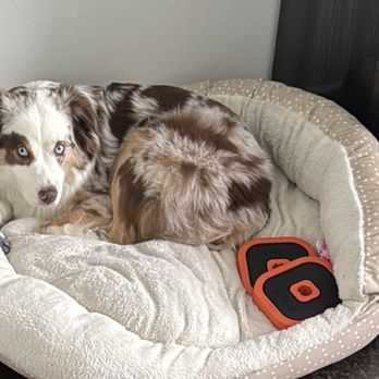 Pet Squire - Nala - Pet Boarding Near Me - Miami, Florida Pet Squire - Nala - Pet Boarding Near Me - Miami, Florida