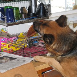Faletti Meats - Rocky Getting his Frisbee, after I've washed off the slobber.