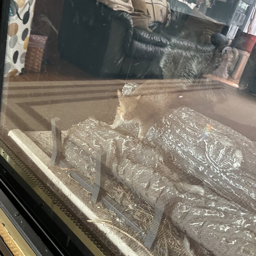 Va Wildlife Removal - The little guy was trapped and wanted out. - Wildlife Control Near Me Va Wildlife Removal - The little guy was trapped and wanted out. - Wildlife Control Near Me