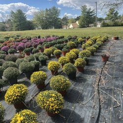 Sullivan Farms STL - Lots of Hardy Mums!