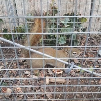 Complete Wildlife Removal - Pest Control Near Me - Jackson, Wyoming Complete Wildlife Removal - Pest Control Near Me - Jackson, Wyoming