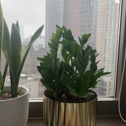 $20 ZZ plant