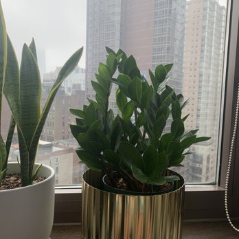 Noble Plants - $20 ZZ plant - Nurseries & Gardening Near Me - New York, New York