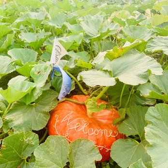 The Pumpkin Patch - Pumpkin Patches Near Me - San Luis Obispo, California