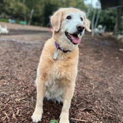 Huntington Beach Dog Park - Lala the Golden Girl