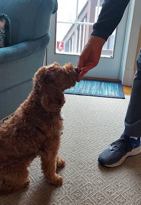 1-on-1 Training - Struggling with pet behavior? We offer private, expert training tailored to your dog or cat’s unique needs! 🐶🐱

✅ Obedience & Commands
✅ Behavior Correction
✅ Socialization Skills
✅ Stress-Free Home Training

📍 Convenient & Effective | 📆 Flexible Scheduling

Book your session today!
