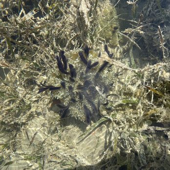 I Can See Clear Kayaking - Jellyfish - Rafting/Kayaking Near Me - Islamorada, Florida I Can See Clear Kayaking - Jellyfish - Rafting/Kayaking Near Me - Islamorada, Florida