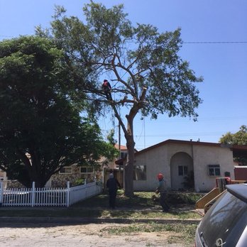 Octavio's Tree Service - Tree Services Near Me