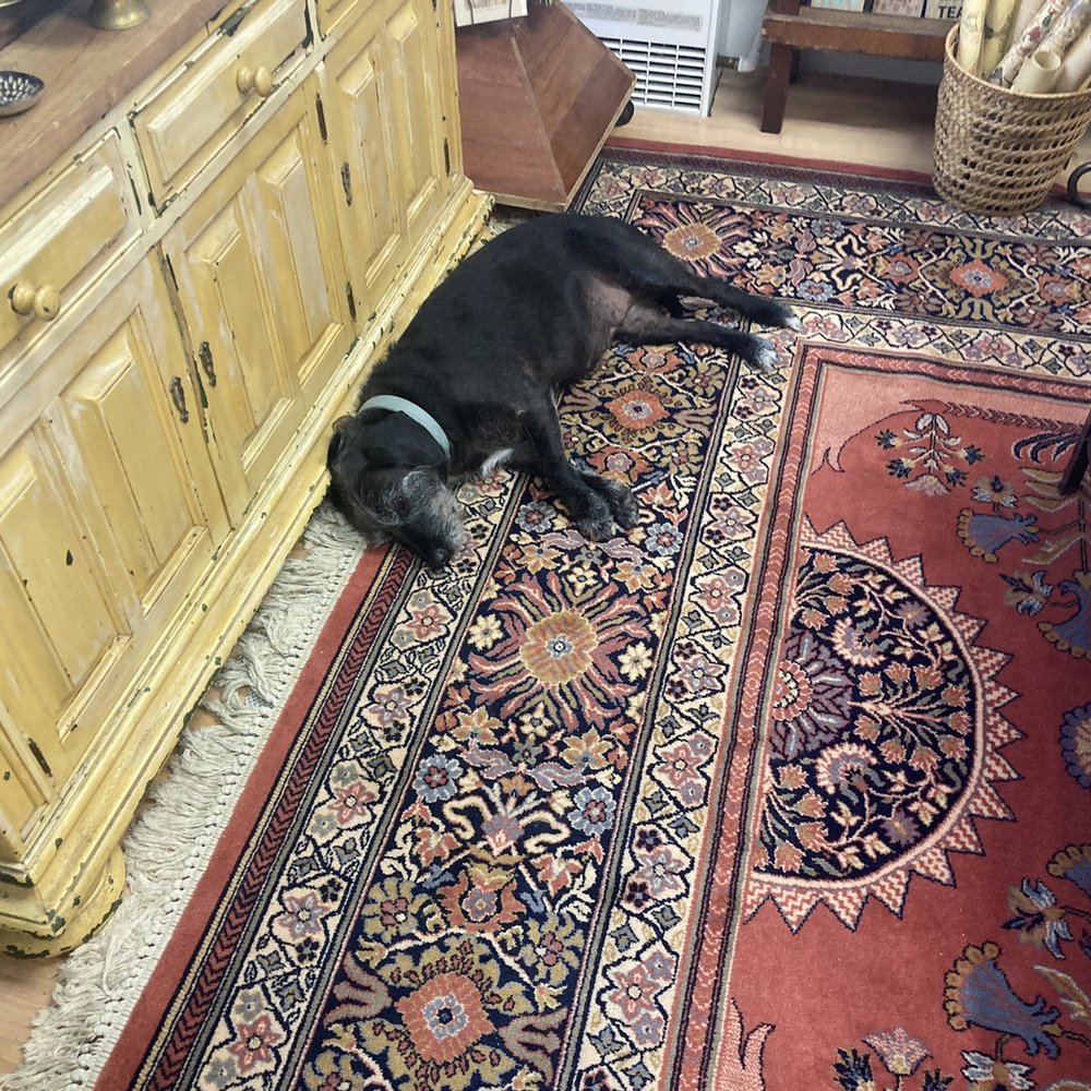 White Buffalo - Snoozing Trudy (this pup has lots of love to give) - Used, Vintage & Consignment Near Me - Providence, Rhode Island White Buffalo - Snoozing Trudy (this pup has lots of love to give) - Used, Vintage & Consignment Near Me - Providence, Rhode Island