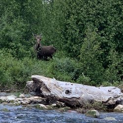 TroutZoola Montana Fly Fishing - My first moose! She was super impressed with my fishing.