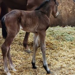 Hunter Stallion Station - My mare and colt at hunter stallion station. She was AI there and foaled out there...The best care ever!!